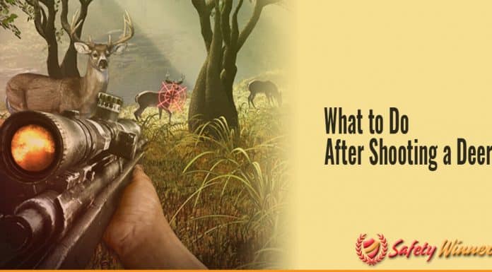 What to Do After Shooting a Deer? What to do after shooting a deer