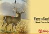 5 Best Places Where to Shoot a Deer Where to shoot a deer?