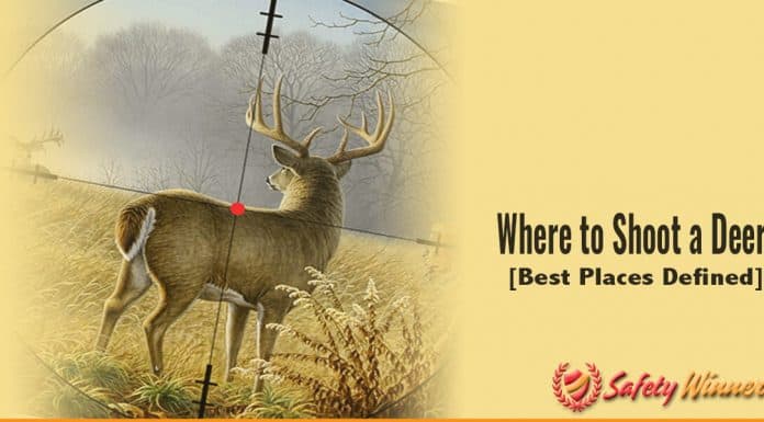 5 Best Places Where to Shoot a Deer Where to shoot a deer?